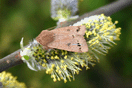 Orthosia munda ([DENIS & SCHIFFERMLLER], 1775) vergrern