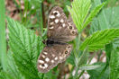 Pararge aegeria (LINNAEUS, 1758) vergrern