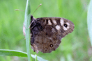 Pararge aegeria (LINNAEUS, 1758) vergrern