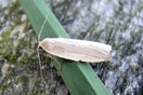 Pelosia muscerda (HUFNAGEL, 1766) vergrern