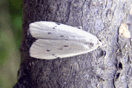 Pelosia muscerda (HUFNAGEL, 1766) vergrern
