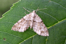 Perizoma didymata (LINNAEUS, 1758) vergrern