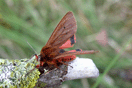 Phragmatobia fuliginosa (LINNAEUS, 1758) vergrern