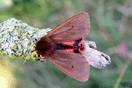 Phragmatobia fuliginosa (LINNAEUS, 1758) vergrern