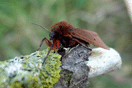 Phragmatobia fuliginosa (LINNAEUS, 1758) vergrern