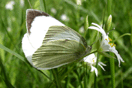 Pieris brassicae (LINNAEUS, 1758) vergrern
