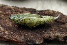 Pieris brassicae (LINNAEUS, 1758) vergrern