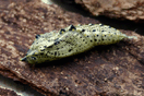 Pieris brassicae (LINNAEUS, 1758) vergrern