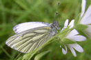 Pieris napi (LINNAEUS, 1758) vergrern