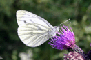 Pieris napi (LINNAEUS, 1758) vergrern