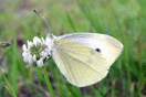 Pieris rapae (LINNAEUS, 1758) vergrern