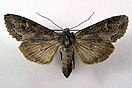 Polia bombycina (HUFNAGEL, 1766) vergrern