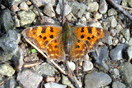 Polygonia c-album (LINNAEUS, 1758) vergrern