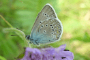 Polyommatus amandus (SCHNEIDER, 1792) vergrern