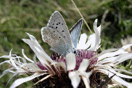 Polyommatus coridon (PODA, 1761) vergrern