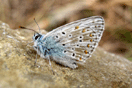 Polyommatus coridon (PODA, 1761) vergrern