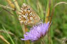 Polyommatus coridon (PODA, 1761) vergrern