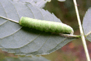 Pseudoips prasinanus (LINNAEUS, 1758) vergrern
