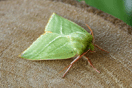 Pseudoips prasinanus (LINNAEUS, 1758) vergrern