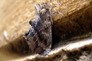 Ptilodon capucina (LINNAEUS, 1758) vergrern