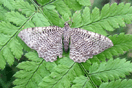 Rheumaptera undulata (LINNAEUS, 1758) vergrern