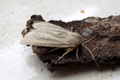 Rhizedra lutosa (HBNER, 1803) vergrern