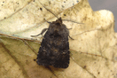 Rusina ferruginea (ESPER, 1785) vergrern