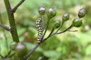 Shargacucullia scrophulariae ([DENIS & SCHIFFERMLLER], 1775) vergrern