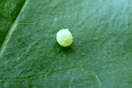 Sphinx ligustri LINNAEUS, 1758 vergrern