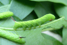 Sphinx ligustri LINNAEUS, 1758 vergrern