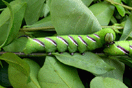 Sphinx ligustri LINNAEUS, 1758 vergrern