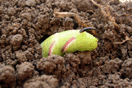 Sphinx ligustri LINNAEUS, 1758 vergrern