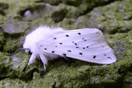 Spilosoma lubricipeda (LINNAEUS, 1758) vergrern