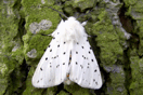 Spilosoma lubricipeda (LINNAEUS, 1758) vergrern