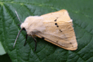 Spilosoma lutea (HUFNAGEL, 1766) vergrern