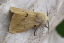 Spilosoma lutea (HUFNAGEL, 1766) vergrern