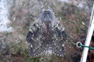 Stauropus fagi (LINNAEUS, 1758) vergrern