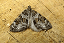 Thera variata ([DENIS & SCHIFFERMLLER], 1775) vergrern