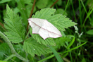 Timandra griseata (W. PETERSEN, 1902) vergrern