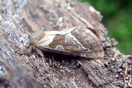 Triodia sylvina (LINNAEUS, 1761) vergrern