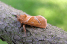 Triodia sylvina (LINNAEUS, 1761) vergrern