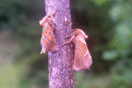 Triodia sylvina (LINNAEUS, 1761) vergrern