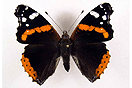 Vanessa atalanta (LINNAEUS, 1758) vergrern