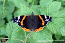 Vanessa atalanta (LINNAEUS, 1758) vergrern