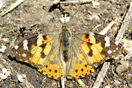 Vanessa cardui (LINNAEUS, 1758) vergrern