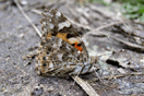 Vanessa cardui (LINNAEUS, 1758) vergrern