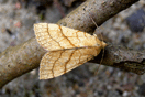 Xanthia citrago (LINNAEUS, 1758) vergrern