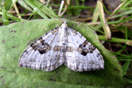 Xanthorhoe montanata ([DENIS & SCHIFFERMLLER], 1775) vergrern