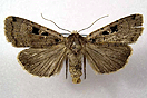 Xestia triangulum (HUFNAGEL, 1766) vergrern