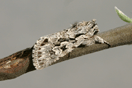 Xylocampa areola (ESPER, 1789) vergrern